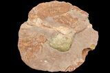 Fluorescent Calcite Geode In Sandstone - Morocco #69897-2